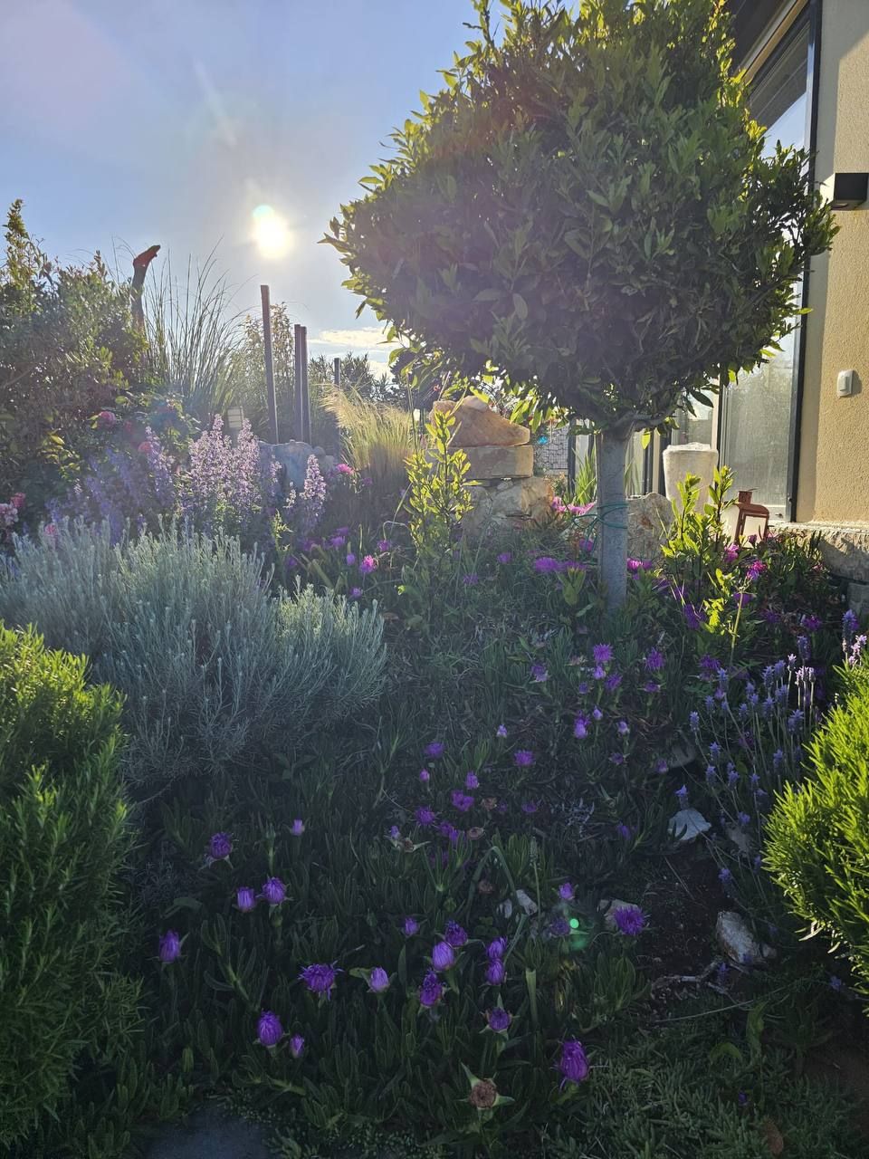 Blühender Garten im Gegenlicht