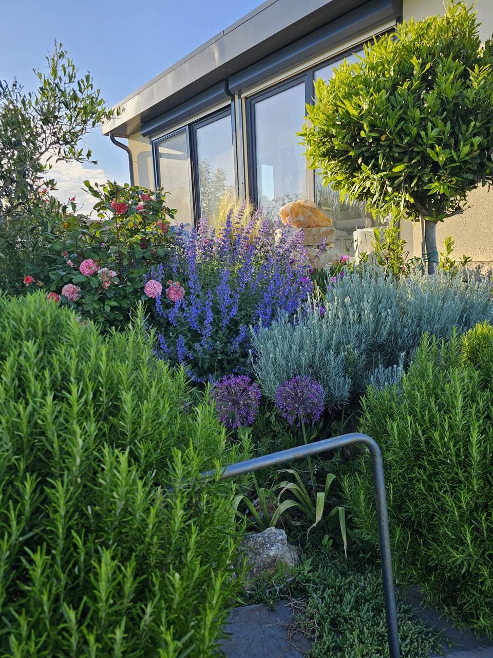 Lavendelbeete vor der Glasfront des Hauses