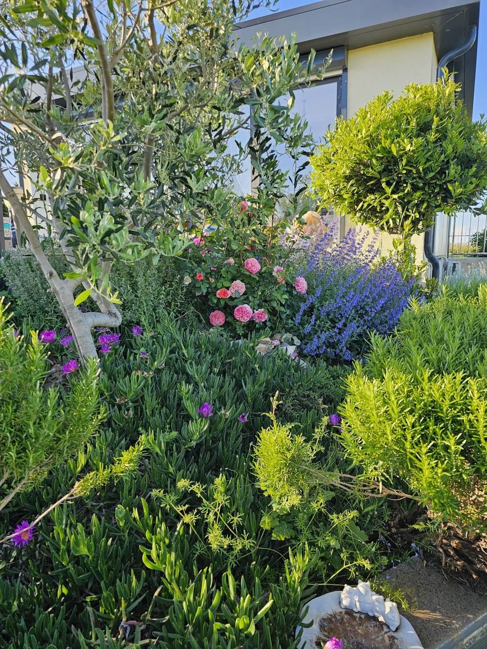 Lavendel, Rosen und Olivenbaum im Garten