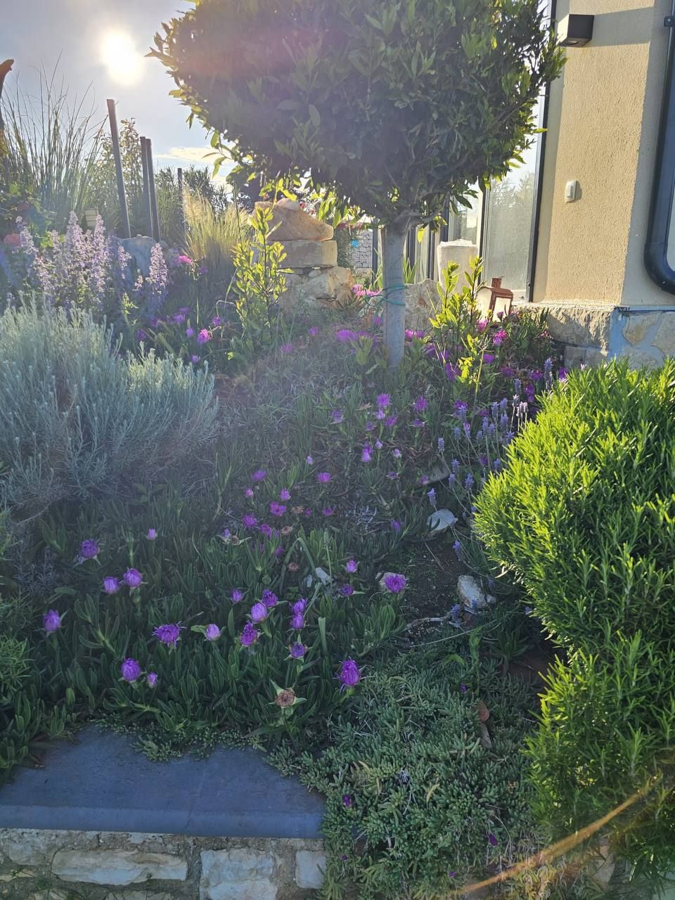 Garten im Morgenlicht