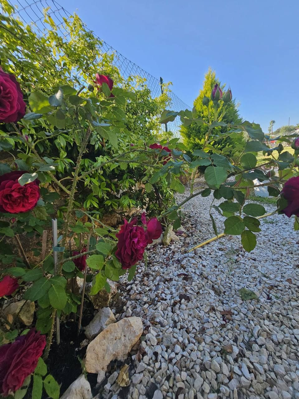 Rote Rosen im Garten