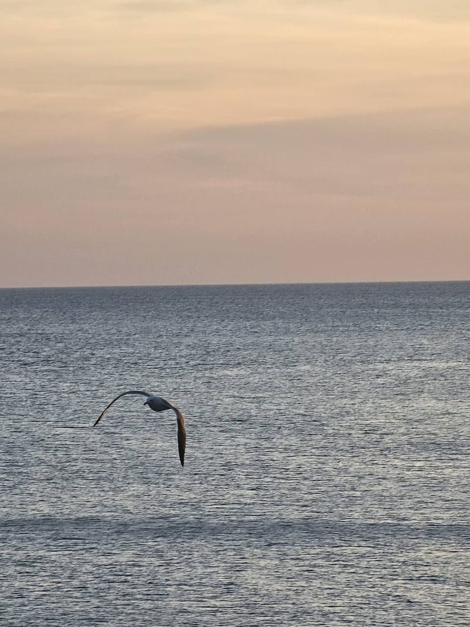 Möwe über dem Meer am Abend