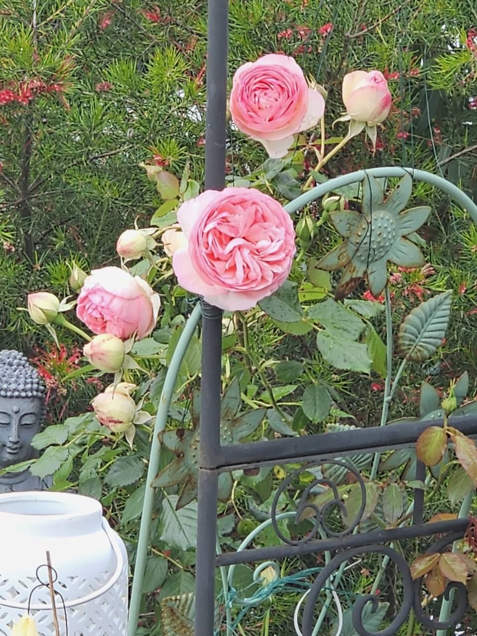 Rosa Rosen am Rankbogen